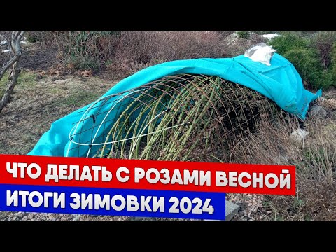 Видео: Что делать с розами весной, итоги зимовки 2024