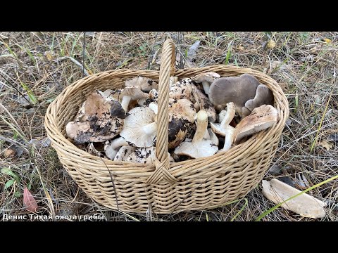 Видео: Тополёвая рядовка и коллибия масляная в осиннике