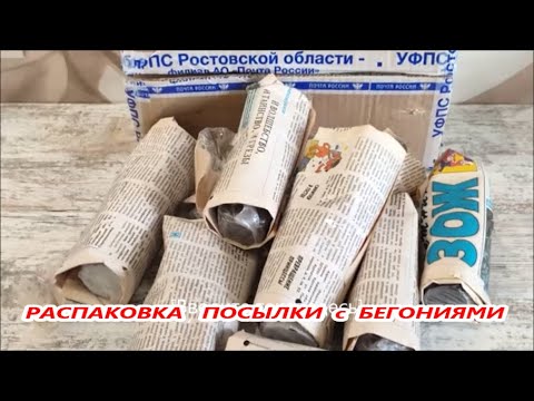 Видео: РАСПАКОВКА ПОСЫЛКИ с 🌺 Декоративными БЕГОНИЯМИ