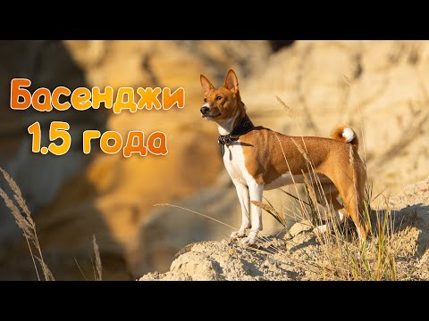 Видео: Басенджи второй год, полёт нормальный | Basenji 2 years old