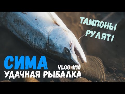 Видео: Ловим СИМУ на тампоны | Вишневый лосось