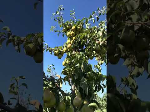 Видео: Огляд груш Ноябрська, Яблунівська та Марія!!!