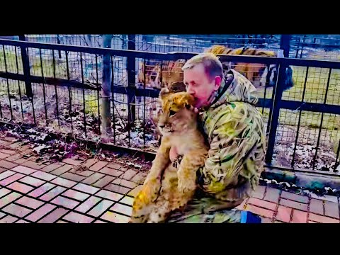 Видео: УДИВИТЕЛЬНО! Львенку ШерХану так понравилось ФЫРКАНЬЕ ТИГРОВ, что он хочет играть только с ними!