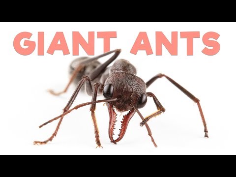 Видео: Экскурсия по муравейнику | Гигантские муравьи-быки