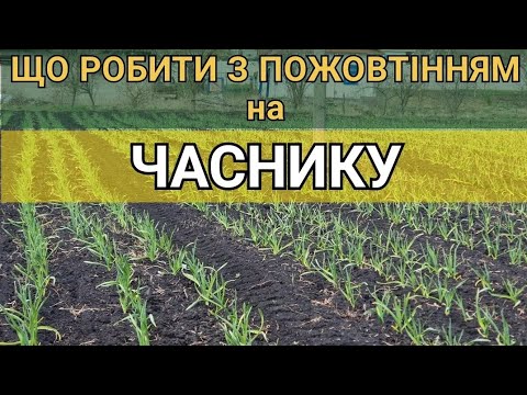 Видео: 🔥ЖОВТІЄ ЧАСНИК🔥 ЯК ВІДРІЗНИТИ ХЛОРОЗ ВІД ГНИЛІ?!🔴