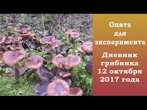 Видео: Опята для эксперимента. Дневник грибника 12 октября 2017 г.