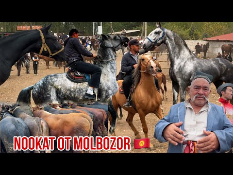 Видео: Молбозор Ноокат Асп бука той 24 августа 2025 г.