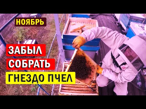 Видео: Осенние ОШИБКИ пчеловода. Можно ли собирать гнезда пчел в Ноябре?