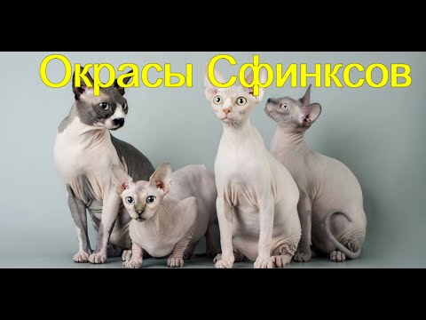 Видео: Окрасы Сфинксов