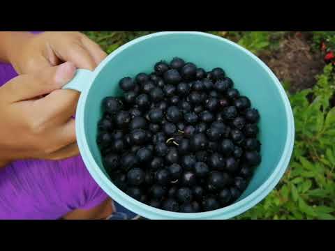 Видео: Обзор сортов клюквы, пересадка и конечно немного о голубике.