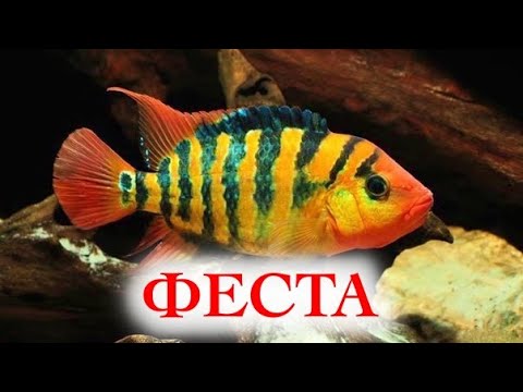 Видео: Цихлазома Феста. Содержание в аквариуме, совместимость