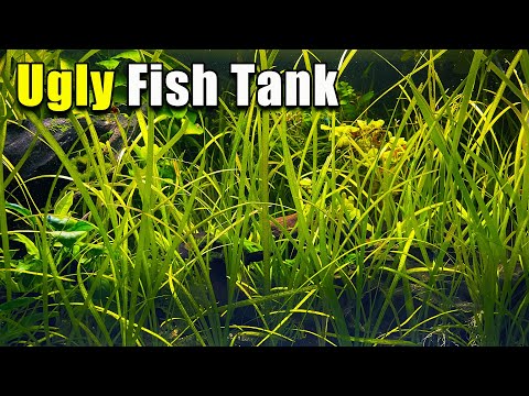 Видео: Неудачи в акваскейпинге: извлеченные уроки, чтобы ВЫ не совершали ошибок!