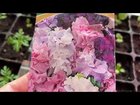 Видео: Рассада на стеллаже в доме : цветы и сладкий перец на 11.03.24#нравится#сад#garden#рассадацветов