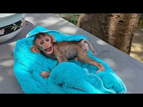 Видео: ДЕТЕНЫШ ОБЕЗЬЯНКИ ЛИЛА ОЧЕНЬ ИСПУГАНЫ