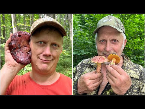 Видео: РОЗОВАЯ БАРАВИНГА И КУЧА ПРИКЛЮЧЕНИЙ В БОЛЬШОМ ПОХОДЕ ЗА ГРИБАМИ ! Грибы 2025 !