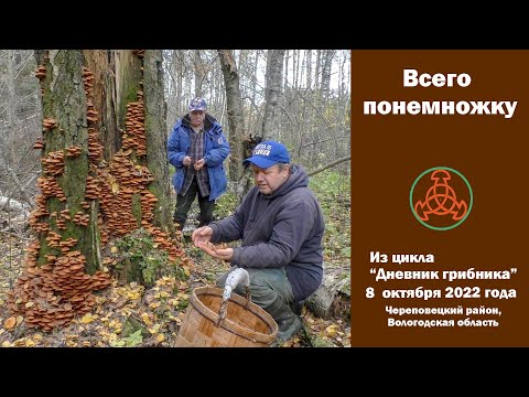 Видео: Всего понемножку. Дневник грибника 8 октября 2022 года.