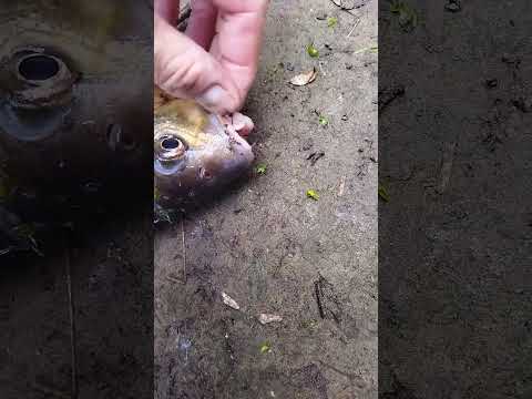 Видео: Крупный лещ в проводку