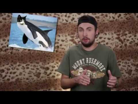 Видео: +100500 на ТВ - 136 выпуск