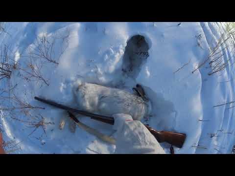 Видео: Охота на ЗАЙЦА  22 12 22