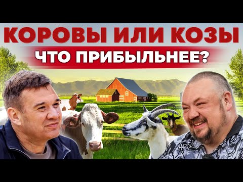 Видео: Козы или коровы | Кто приносит больше денег? Зачем в хозяйстве роботы | Андрей Даниленко