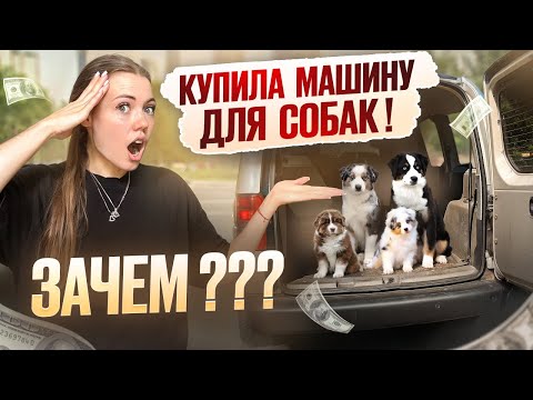 Видео: Я ПОТРАТИЛА ПОСЛЕДНИЕ ДЕНЬГИ.. НО ТЕПЕРЬ У МЕНЯ ДВЕ МАШИНЫ 🙉