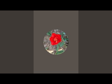 Видео: ilhomjon_0602 в прямом эфире!