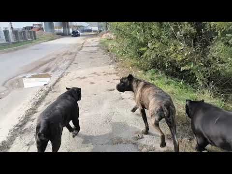 Видео: Питомник кане корсо ELITE LEGION