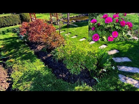 Видео: Древовидные пионы в моем саду. Выращивание и уход.