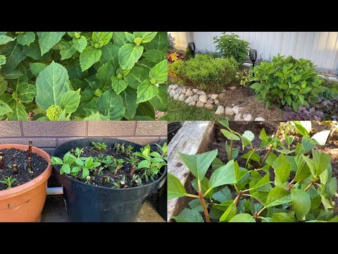 Видео: Обзор Гортензий после кардинальной обрезки/ нормирование кустов/укореняю черенки/ крупнолистная …