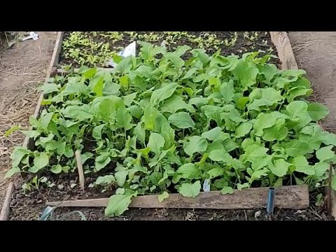 Видео: Зелень ЗИМОЙ в неотаплеваемой  теплице !!!