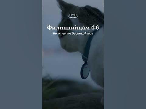 Видео: Филиппийцам 4:6 современный перевод Библии #shorts