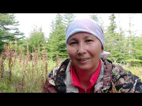 Видео: В глушь тайгу с родителями за ягодой..