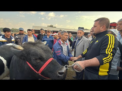 Видео: МОЛБОЗОРИ РЕГАР ШАНБЕ БОЗОР НАРХИ БУКА ВА ГОВ 4 октября 2025 г.