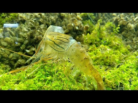 Видео: КРЕВЕТКА МАКРОБРАХИУМ РОЗЕНБЕРГА ЛИНЬКА (Macrobrachium Rosenbergii)