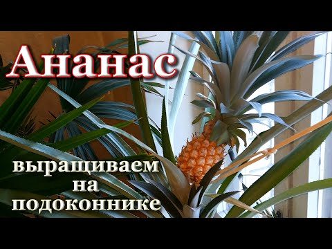 Видео: Выращивание ананасов дома. Собираем 1-й урожай ананасов. Как отделить и укоренить коронку ананаса.