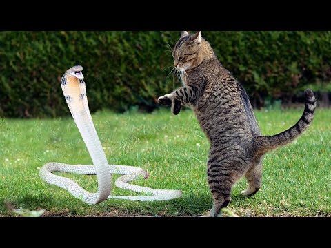 Видео: Самые смешные животные / Приколы с животными Приколы с котами и собаками 2022 #33