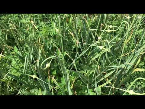 Видео: Чеснок без ПОЛИВА!Метод «Посадил и забыл».Сезон 23-24.#4