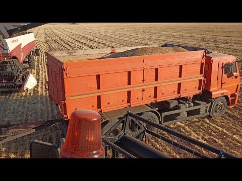 Видео: Уборочная 2024 крайние дни пшеницы #shorts #пшеница #зерно #уборка #лето2024 #рекомендации #reels