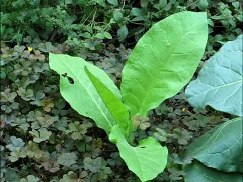 Видео: Про табак. Керчь. Завершение сезона 2021. Часть 1.