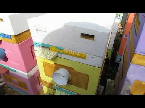 Видео: пчеловодство на ячейке 4,9 мм - часть 59, улочка для выращивания трутня 13 мм