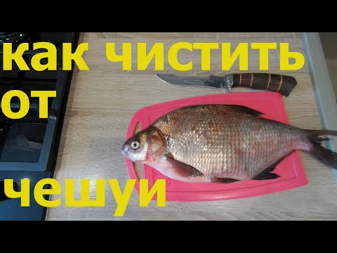 Видео: КАК ПОЧИСТИТЬ ЛЕЩА ОТ ЧЕШУИ БЫСТРО УДОБНО ЭФФЕКТИВНО И ЧИСТО
