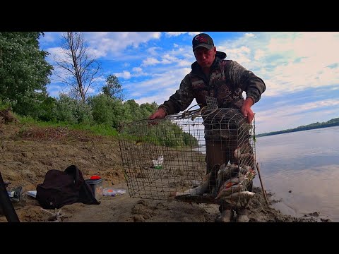 Видео: КУЧА РЫБЫ в САДКЕ | Резинки ЛОВЯТ ВСЕГДА | Летняя рыбалка на резинки и спиннинг, часть3