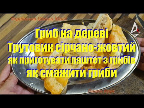 Видео: Як приготувати гриб трутовик сірчано-жовтий. Їстівний гриб на дереві Смажений гриб паштет з грибів.