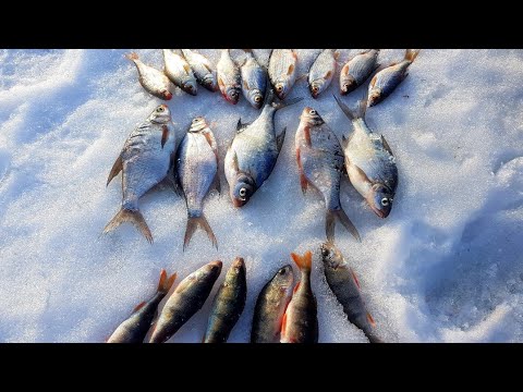 Видео: АКВАТОРИЯ - Истринское водохранилище, деревня Лопотово, зимняя рыбалка