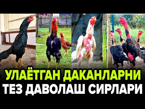 Видео: ПАРВОЗЛАР УЧУН ЯНГИЛИК ТОЗА ЗОТЛАРГА ЯНГИ ДОРИ УЛАЁТГАННИ ХАМ ЗУР КИЛАДИ