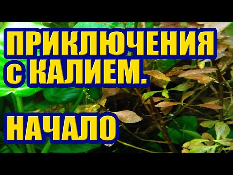 Видео: Приключения с Калием в Аквариуме - Начало. Удобрения и Аквариумные Растения