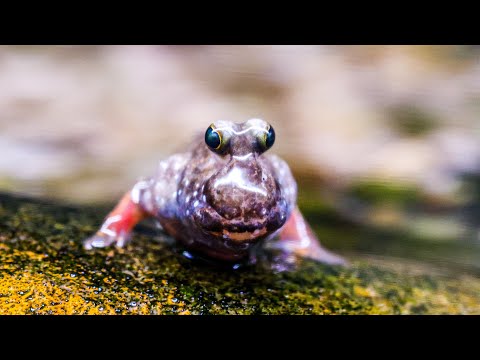 Видео: Моя самая странная рыбка-питомец...