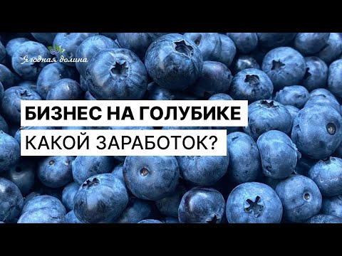 Видео: Сколько можно заработать на плантации голубики?