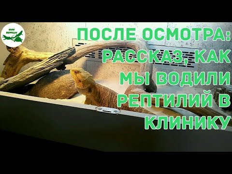 Видео: После осмотра: рассказ, как мы водили рептилий в клинику