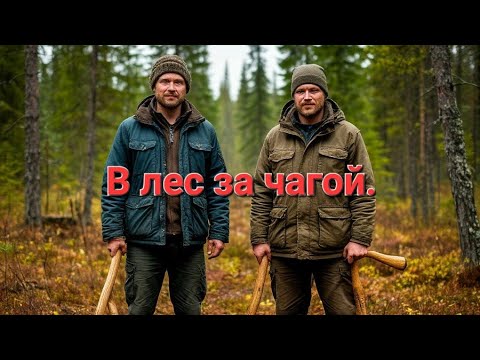 Видео: СОБИРАЕМ С БРАТОМ ЧАГУ НА КАРАКАТЕ. ДЕРЕВЕНСКИЙ ЗАРАБОТОК.